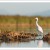Eté 2011 – A l’aube avec les oiseaux de l’étang de Canet – St Nazaire