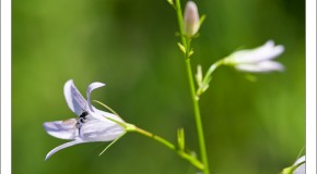 Les photos du moment – Juillet 2011 – Macro de fleurs et d’insectes au Col Palomère