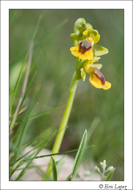 Ophrys lutea - Vue d'ensemble