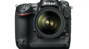 Nikon D4 en photographie nature et animalière