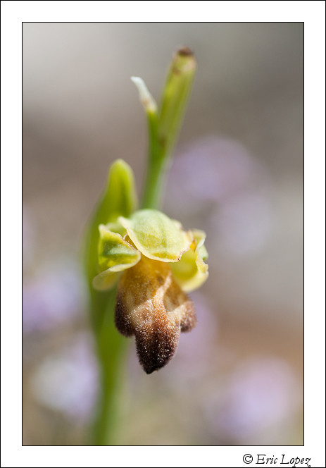 Ophrys lupercalis en fin de floraison