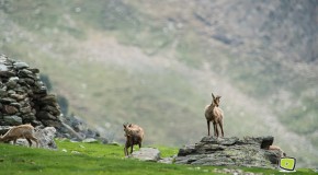 Juin 2012 – Trio de mammifères dans la Réserve Naturelle de la Vallée d’Eyne